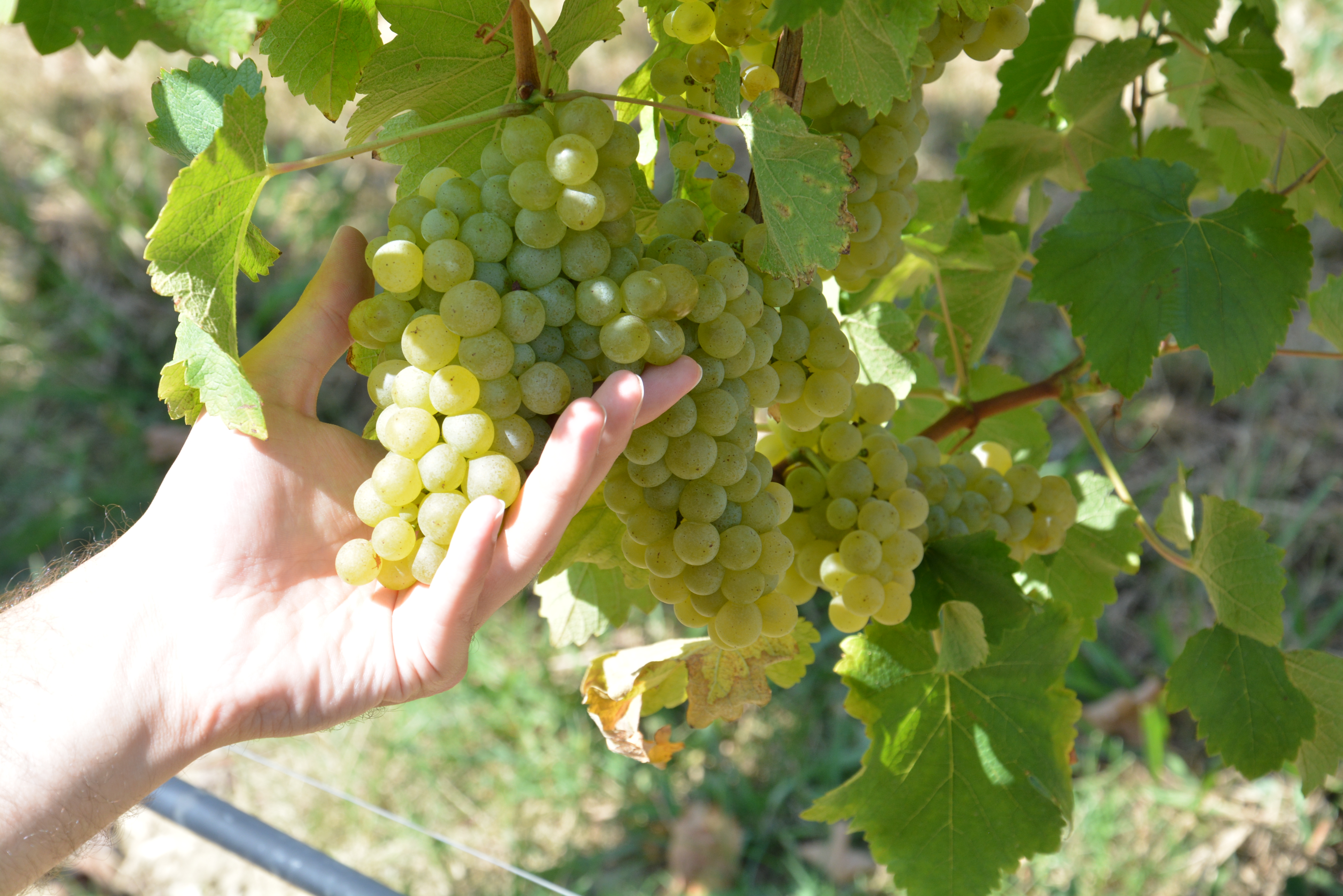 Soave Classico